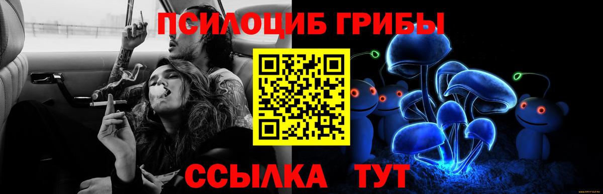 Псилоцибиновые грибы Psilocybine cubensis Бирск